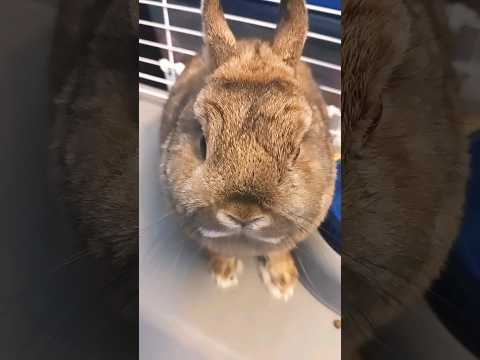Hey Algorithm, it's a Bunny!