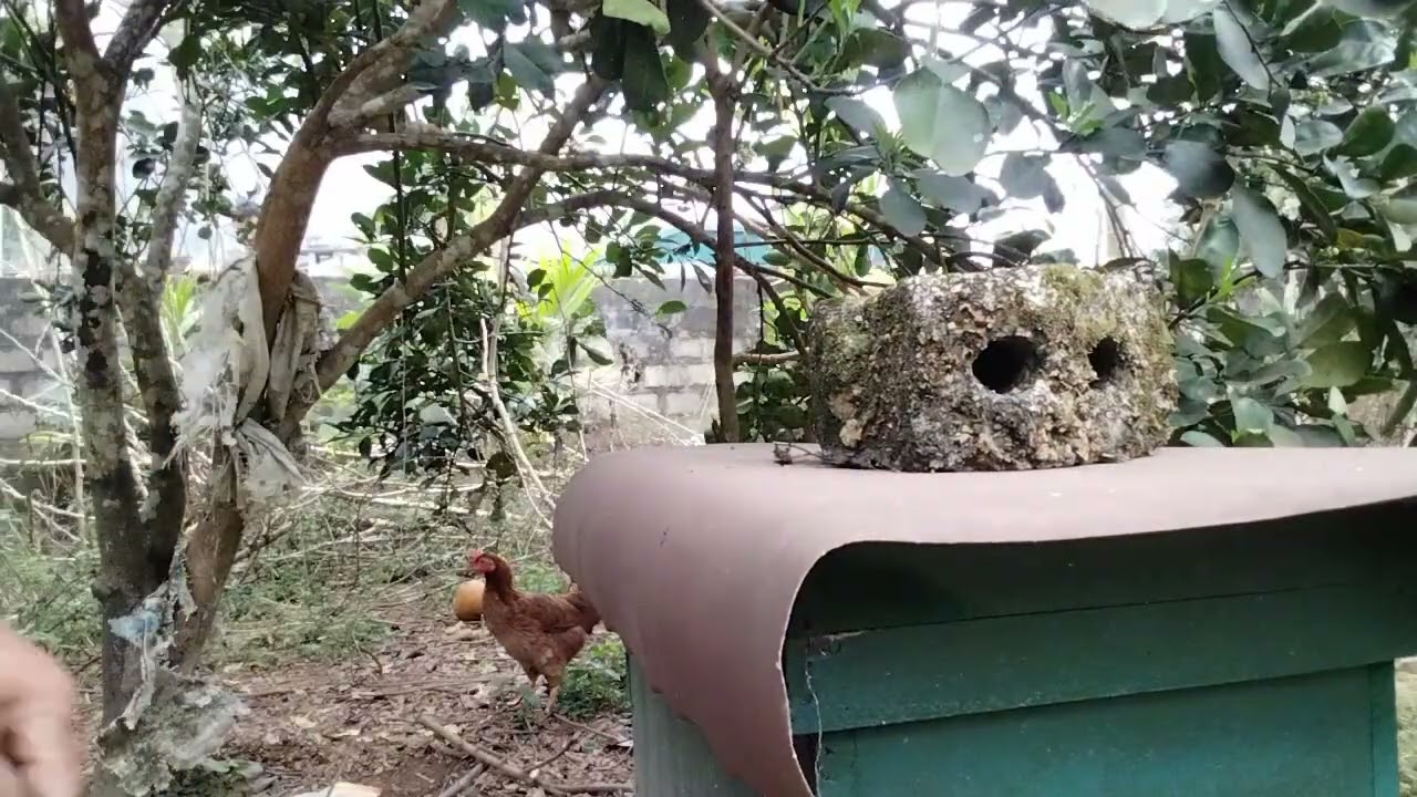 Cho đàn ong xây cầu vào thời điểm nào là hiệu quả nhất - đời sống nhà nông - đt 0339186706