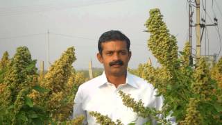 first quinoa crop  in india