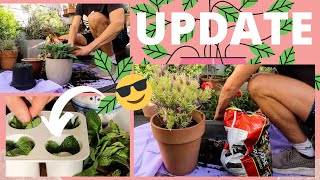SMALL ROOF GARDEN TOUR! REPOTTING POT PLANTS ON MY ROOF TERRACE 2020 | GROW #WITHME | MR CARRINGTON