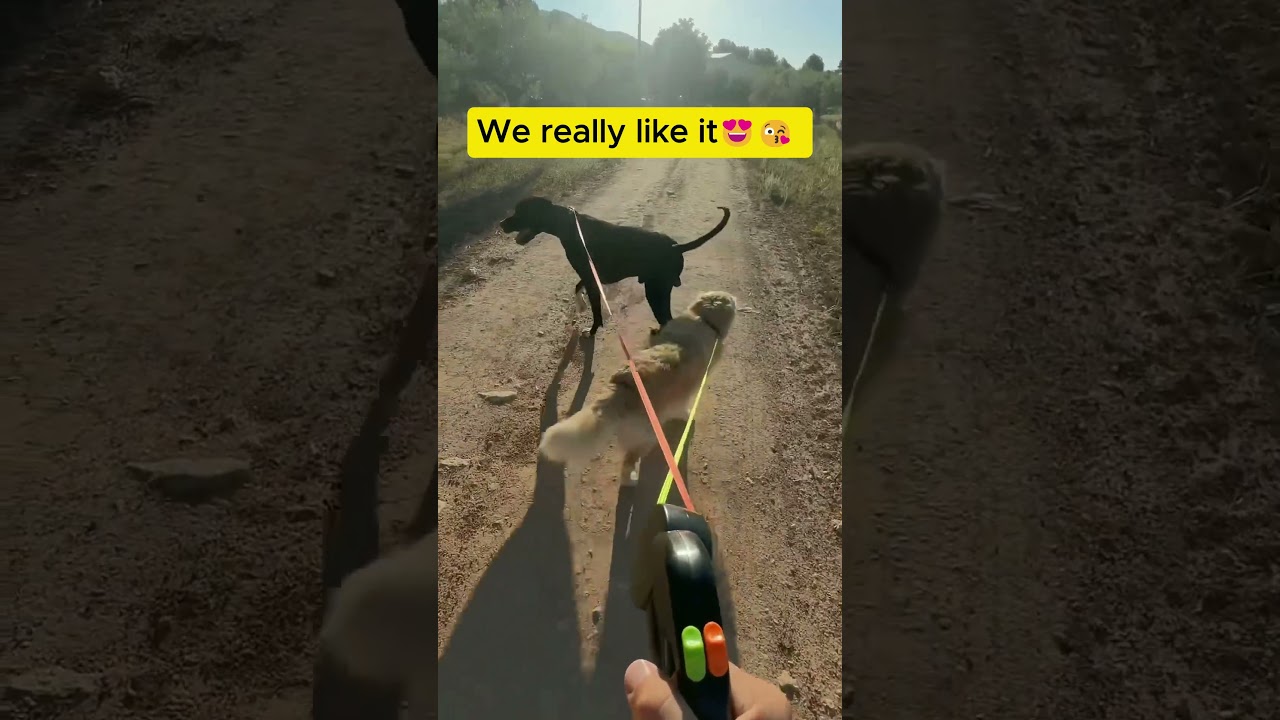 Love Triangle Solved 🐾💔 