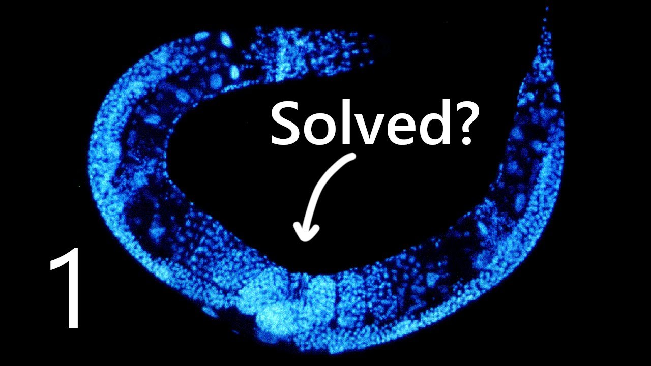C Elegans Solved 2035 Part 1: The History of Worm Simulation