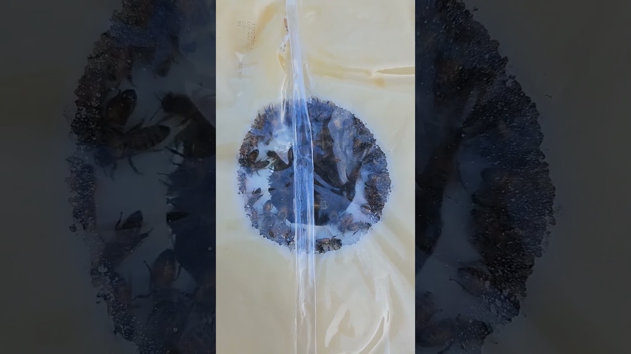 Horizontal hive bees chowing on the HiveAlive fondant on a 50 degree day