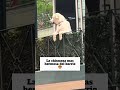 Todos tenemos una vecina asi🕵️‍♀️#mascotas #dog #humor #divertido