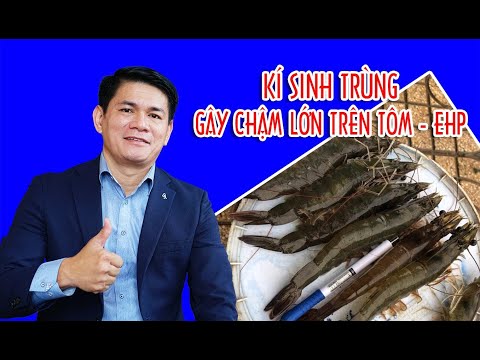 Video KÝ SINH TRÙNG GÂY CHẬM LỚN TRÊN TÔM EHP - youtube