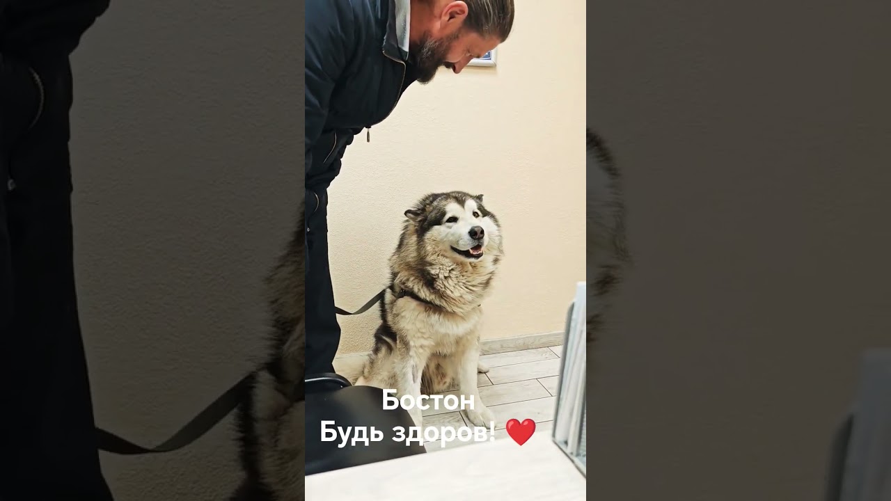 Бостон 🐕Будь здоров! ❤️