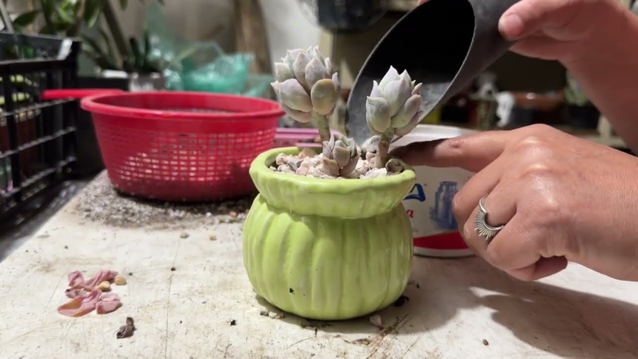 Una casita diferente para mis Graptoverias Lovely Rouse🫶