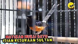 Download Lagu MASTERAN MURAI BATU GACOR 100% Efektif bikin EMOSI isian KESUKAAN SULTAN MP3