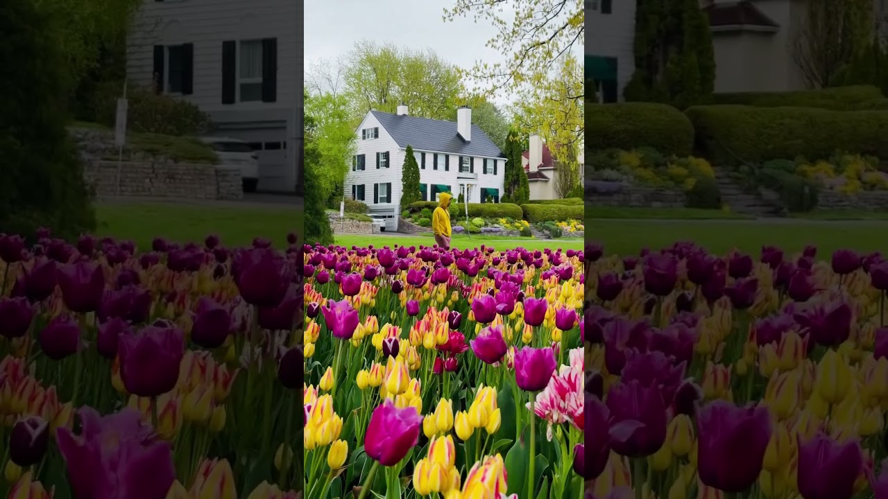Ottawa Tulips Festival 2024 