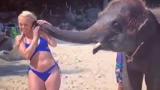 Любвеобильный слоненок