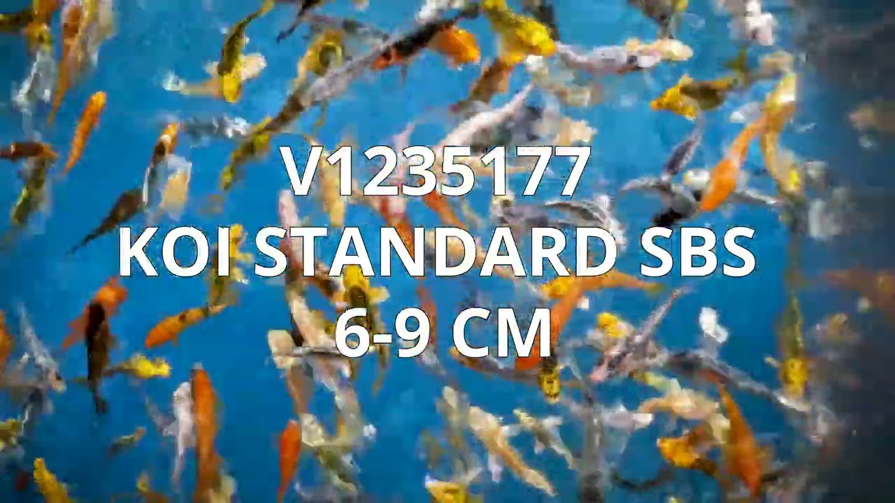 V1235177 | Koi Standard SBS 6-9 cm