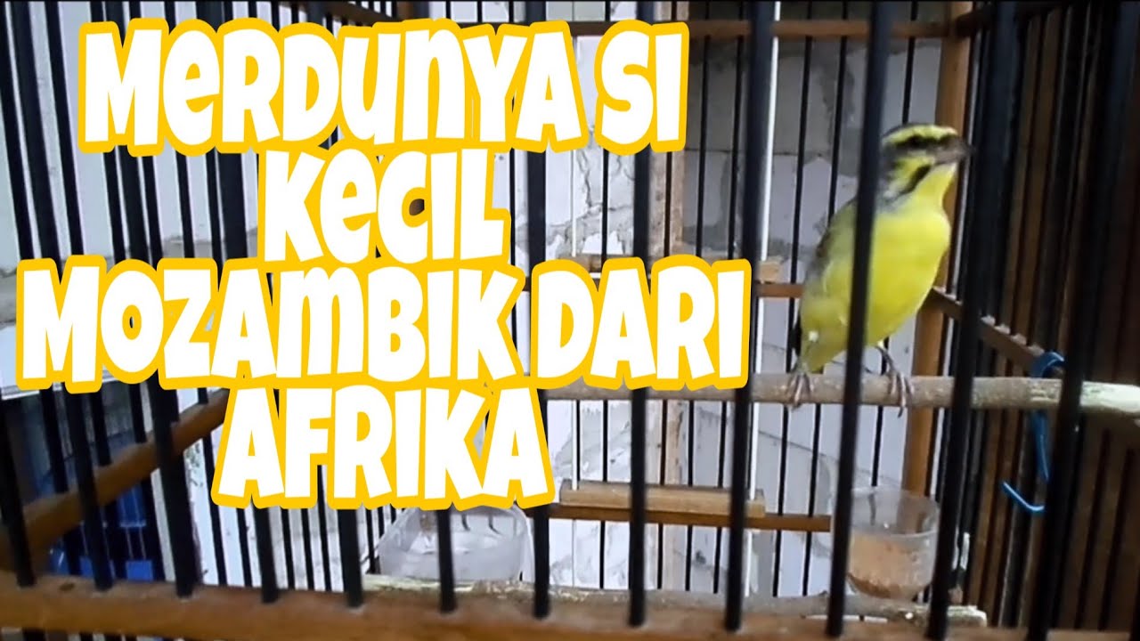 burung mozambik gacor ngerol pedes/serinus mozambikus/masteran mozambik