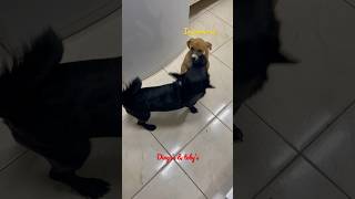 Dingo E Bell A Saga ilovemydog dog shorts