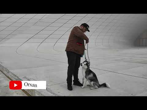 Video: Ruloları Necə Gəzdirmək Olar