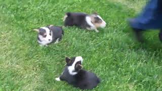 Pembroke Welsh Corgi Puppies For Sale