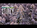 Stiiizy  californias 1 cannabis brand by volume  canna cribs