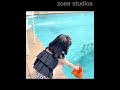 【商品紹介】水着 キッズ 女の子 女子 セパレート ジュニア ベビー 小学校 幼稚園 保育園 ブラック S/M/L/2L/3L i2q05 LIKEZ #Shorts