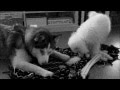 Siberianhusky &amp; Samoyed Play Time