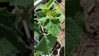 Physalis Family Leaf Comparison Pt 2 #Zone6a #Zone6b #Physalis #Tomatillo #GroundCherry #Goldenberry