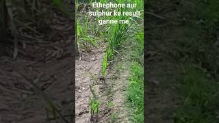 Ethephon 39 Sl Aur Sulphur 80 Wdg Ke Result Ganne Me shorts viral shortsfeed