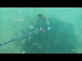 Amazing fish trap in sea# GoPro in bait trap