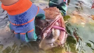 Giant monkfish stranded I also caught two kilograms of multi-loaf crabs, so I got a big bucket today by Beachcomber Zhang 9,469 views 2 days ago 10 minutes, 17 seconds