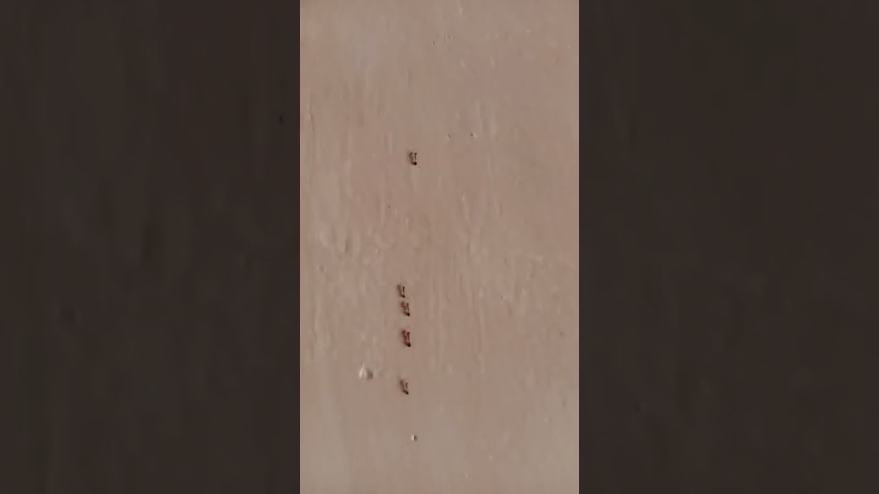 🐜 Ant walking in line