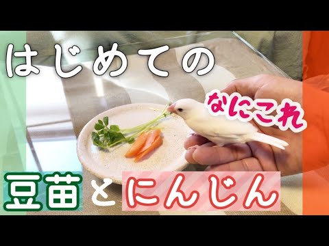 文鳥Ｃの初めての豆苗とにんじんチャレンジ　Java sparrow
