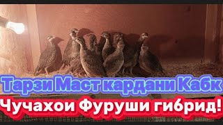 Тарзи Маст кардани кабк, чучахои Фуруши