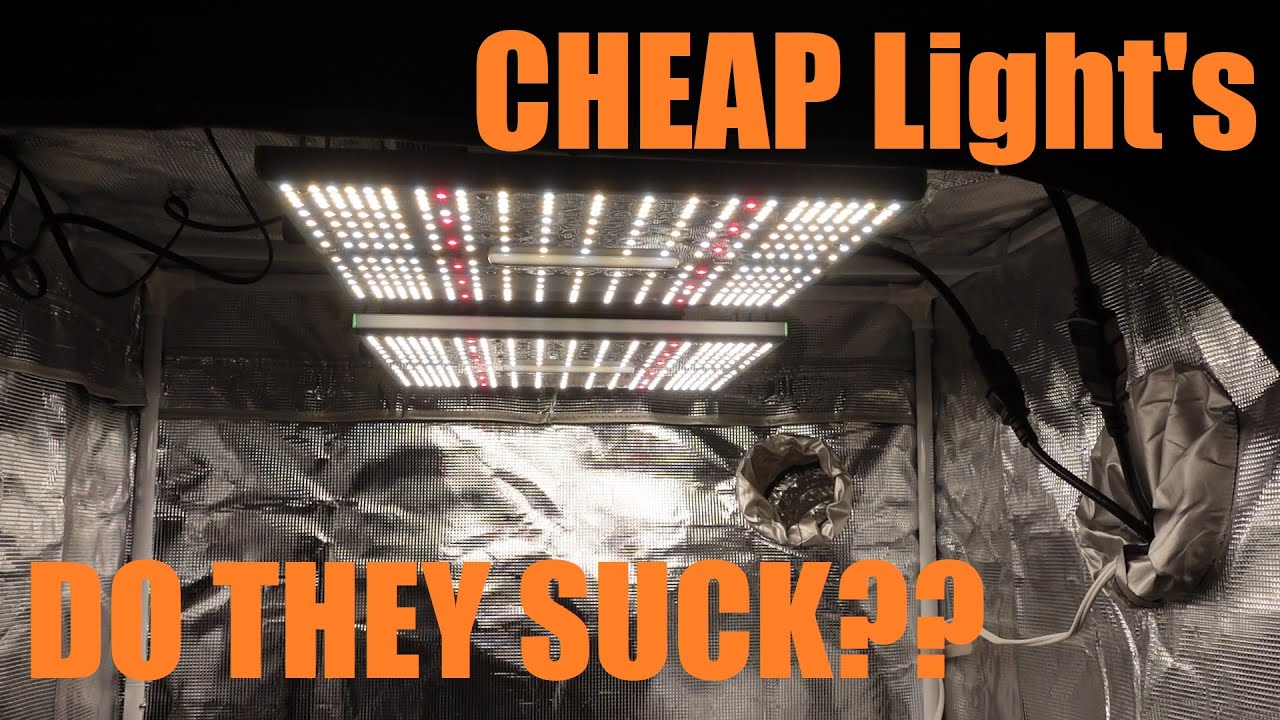 VIPARSPECTRA - Best bang for your buck LEDs? | "Whats Growing on?!" | HMF Vlog ep.5