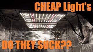 VIPARSPECTRA - Best bang for your buck LEDs? | "Whats Growing on?!" | HMF Vlog ep.5