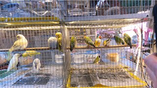 Pet Market in Bangkok, ตลาดสัตว์เลี้ยงจตุจักร