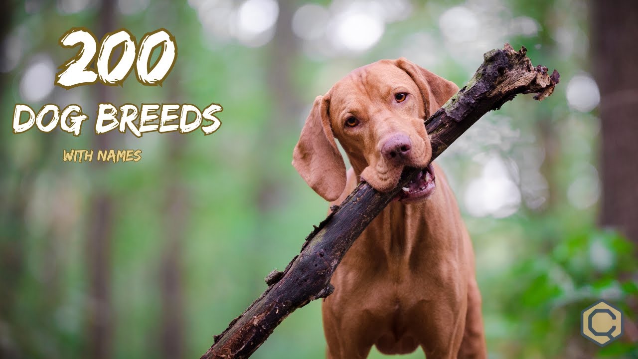 Watch This Video Before You Pick a Dog Breed| 200 Dog Breeds With Names | Dog Guide | 
