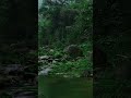 Camping in the Forest | Calm Water Sounds &amp; Green Nature | ASMR  #shorts  #wildcamping