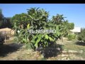 LOS ARBOLES PERENNES MEDITERRANEO