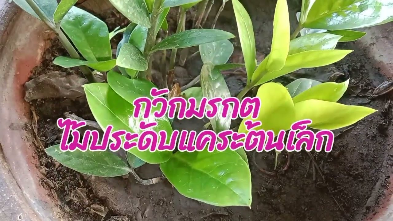  พบกันยามดึก #ไม้ประดับต้นเล็ก #@yy.สไตล์บ้านๆ