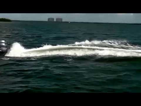 Video: In Florida Getötete Delfine