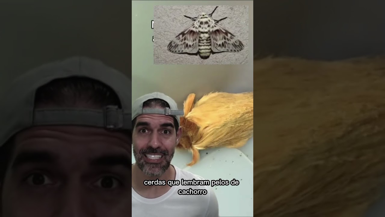 A PIORES LAGARTAS | Pidobiologia 