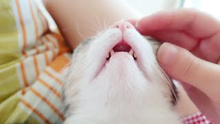 Taming the toothy beast - cat purring ASMR screenshot 3
