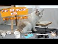 Best Spill-Proof Cat Water Bowls - Mess Free Cat Feeding