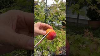 Satisfying peach 🍑 cutting video #cuttinggarden #cuttingfruit #cuttingskills