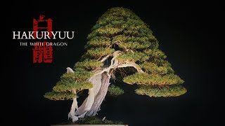 The Legacy of The White Dragon - A 500 Year Old Juniper Bonsai in Osaka, Japan | Tree Files