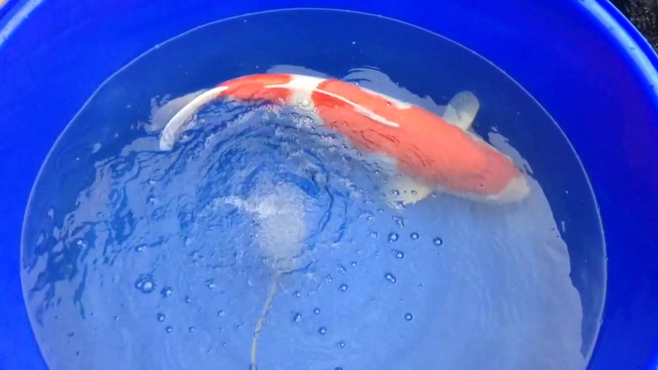 65cm Kohaku having a salt bath. YouTube