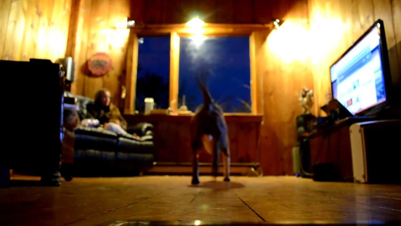 Cane Corso displaying beast mode