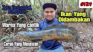 Kerandang Atau Toman Bunga Hutan Mini Amazon || Ikan Yang Sangat Cantik Serta Tarikan Padu