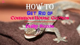 How to Get Rid of Common House Geckos | Daily Needs Studio
