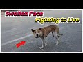 🧵 A String Almost Killed This Stray… We Refused to Quit! #DogRescue #straydogstory #rescue #dog