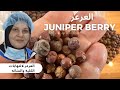 العرعر فوائد العرعر اعداد دكتوره دينا القيسي juniper berries mp3