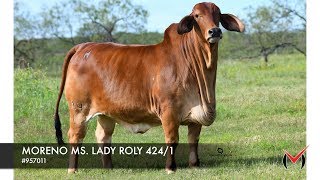 MORENO MS. LADY ROLY 424/1