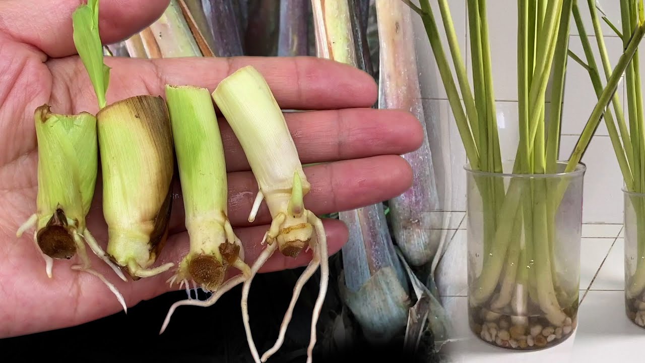 စပါးလင်စိုက်နည်း